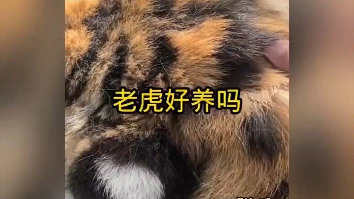 What’s it like to groom a Siberian tiger?