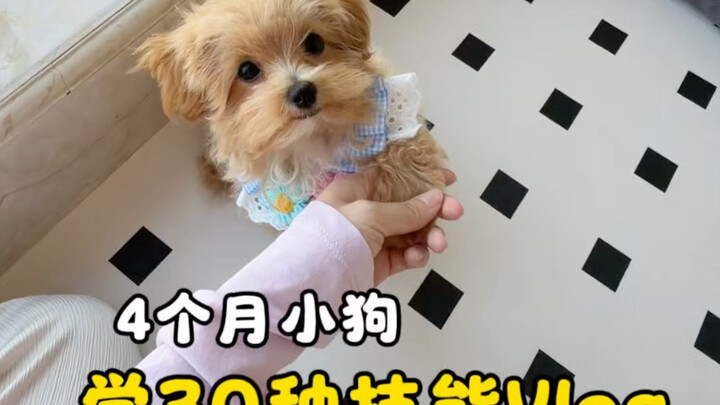 A 4-month-old puppy learned to “act shy” after just one meal…