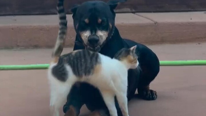 Those unexpected animal videos!