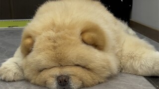 Let the puppy experience forced startup