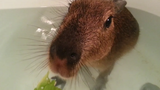 ให้อาหารข้าวโพด Capybara ในอ่างอาบน้ำ