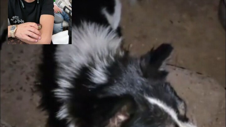 Chó nhà cô gái cắn người, tập dịu dàng nhất của Phan Hồng