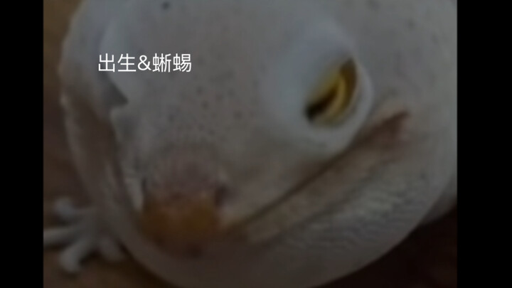 Bro Chang looks a bit like Griffith.