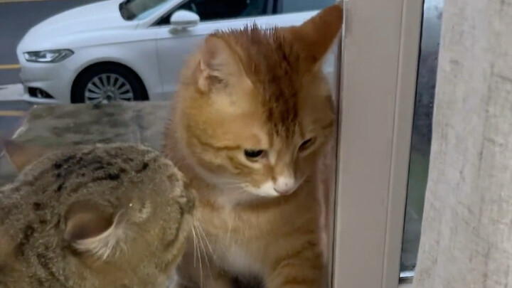 Kitty: You smell like its perfume!