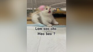 Mọi người còn muốn biết gì nữa comment mình trả lời nha 🥰 mèo