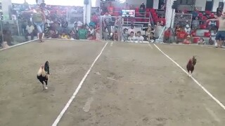 Duke Hulsey X Butcher ( 2 times winner) | 1st Entry @ Amansabina Cockpit Arena | 1st Fight (Win)