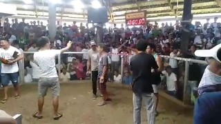 sayang isang tuka nalang panalo na sana nsobrang tibay nga kalaban