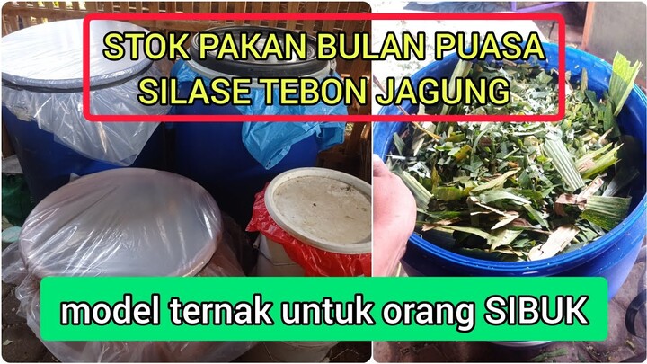 #198 Cara praktis membuat silase dari tebon jagung