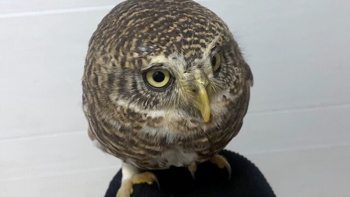 In fact, this owl is solid and not bloated at all, on the contrary it is very strong!