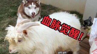 Border Collie saja tidak berani menggembalakan domba, kan? Husky-ku berani!