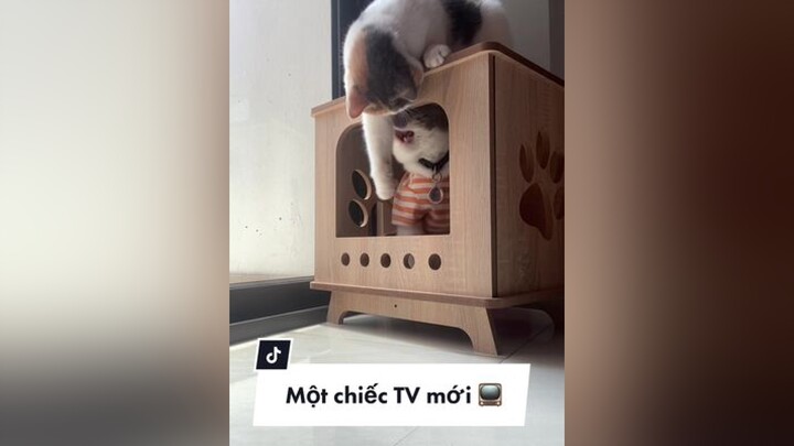 𝐁𝐚́𝐧𝐡 𝐁𝐚𝐨 🥟 TV bất ổn part 2 🥹 cat meo catoftiktok