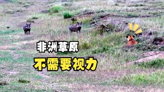 Those lucky or unlucky animals!