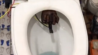 Penemuan: Toilet anestesi lokal