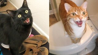 7 Cat Vocalization Meanings You Probably Didn't Know
