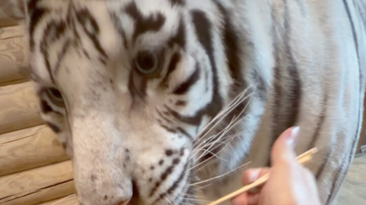 🦓: Even the tiger in the PEP textbook can’t learn to use chopsticks 😅