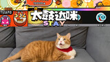 太鼓达咪16 STAY ψ(｀∇´)ψ