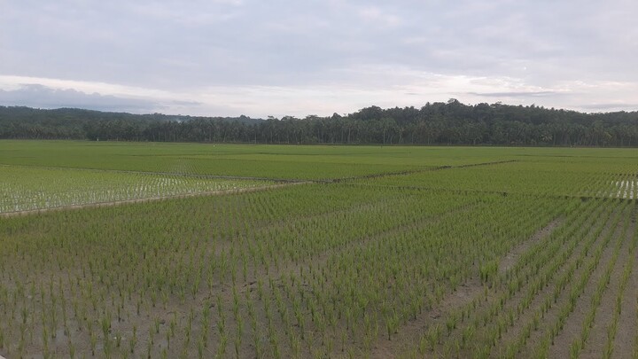 PESONA SAWAH PEDESAAN PASUNDAN #rural_backsound_cinematic 🎵