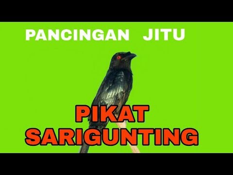 SUARA PIKAT SARIGUNTING