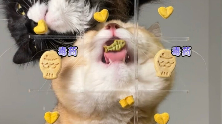 The Witch’s Poison (Fat Cat Version)