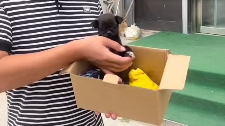 Anak anjing yang kami obati kemarin ternyata telah menguras perhatian begitu banyak orang; kami past