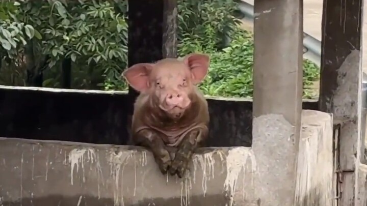 Piggy Compilation ①⑥