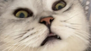 Faced with a pregnant female cat, the neutered male cat reacted amazingly