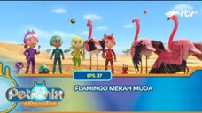 Petronix Defenders RTV: Flamingo merah muda (Episode 37)