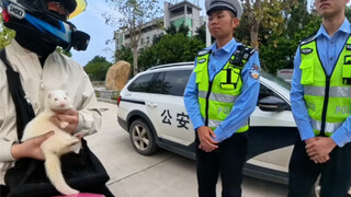 Hampir saja kukira bermain dengan cerpelai di pinggir jalan akan mendapat sanksi