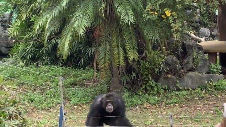 丢那猩：怎么样？门票没白买吧。南宁动物园就没有一只正经的。😅😅😅