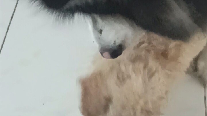 playful dog