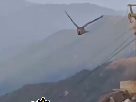 How strong is the wind on the mountain? A tourist captured a bird that couldn’t fly in mid-air.