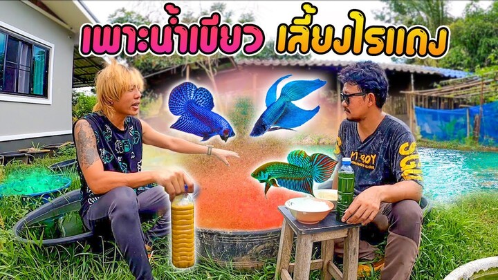 สูตรลับ การเพาะไรแดง ที่ดีที่สุด  และการทำน้ำเขียว ให้ทนฝน