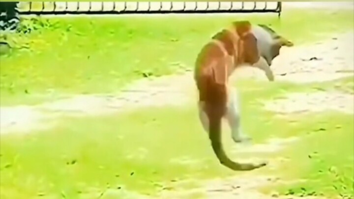 This is kung fu!!!
