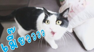 แมวร้องเมี๊ยววววววววว