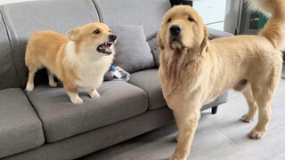Corgi di rumah selalu suka bertengkar dengan Golden Retriever. Golden Retriever tak punya pilihan se