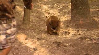 The koala burned by the fire waited for rescue, and the way it curled up silently with its head in i