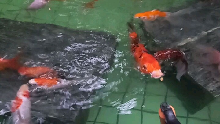 o aquário de peixe