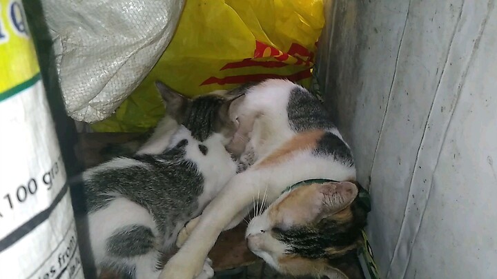 Copy and your friends are the only one 😁🐈‍⬛🐈‍⬛