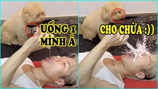 Chó mèo hài hước dễ thương | Dogs and Cats Funny Cute #372