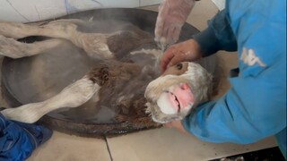 كان العجل على وشك أن يتحول إلى تمثال جليدي، فقام والدي بغليه لإنقاذه! كما التقيت بشخصٍ مُقدّرٍ له في