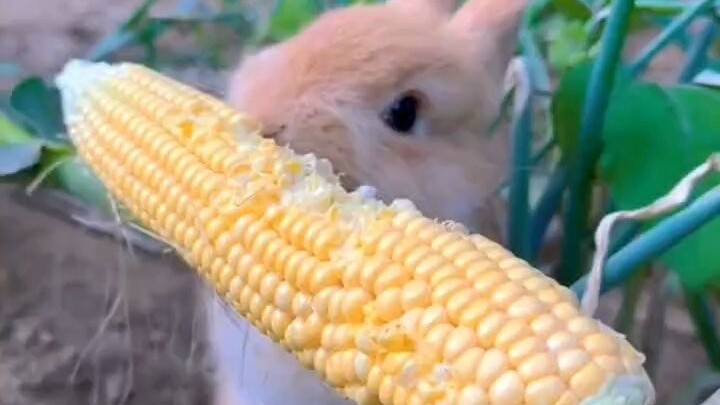 【Cực đáng yêu】Thỏ con màu sô-cô-la ngấu nghiến ăn bắp!
