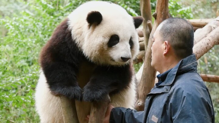 Hua Hua: Grandpa, you’ve been tickling my tummy so many times! It’s so ticklish!