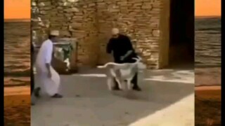 kok bisa😮kambing jenis apa inii😫