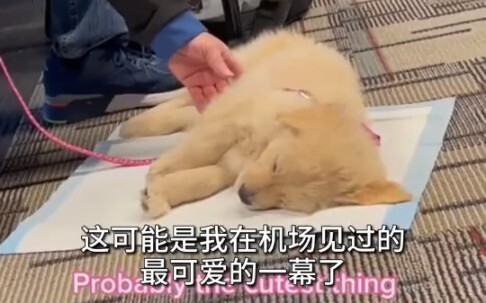 狗勾友好航班了解一下