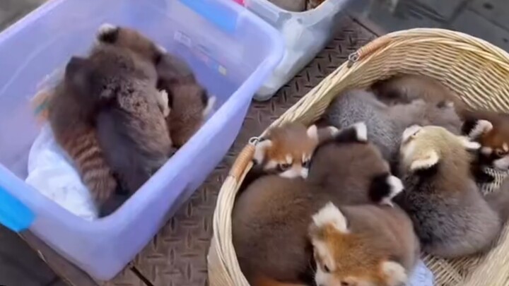 【Red Panda】Step aside, step aside—seedlings are being distributed! One seedling per household, pleas