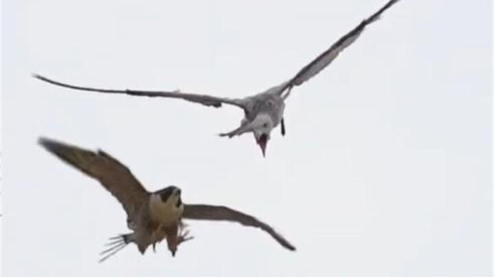 A seagull collided with a peregrine falcon—truly a terrible experience! It was knocked off balance a