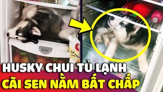 Ngáo Husky 'CHUI VÀO TỦ LẠNH' nằm cho mát còn bật lại con Sen không chịu ra 😅 | Gâu Đần