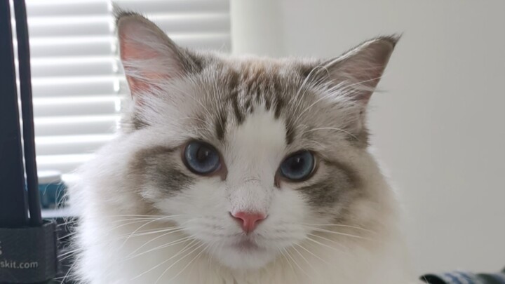 Cat: What’s it to you if I turn off your computer?