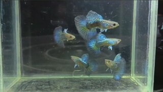 bisa jual ikan di B-Station g si, 😃 #Guppy