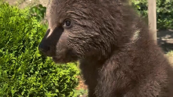 A lost brown bear cub interacts with humans